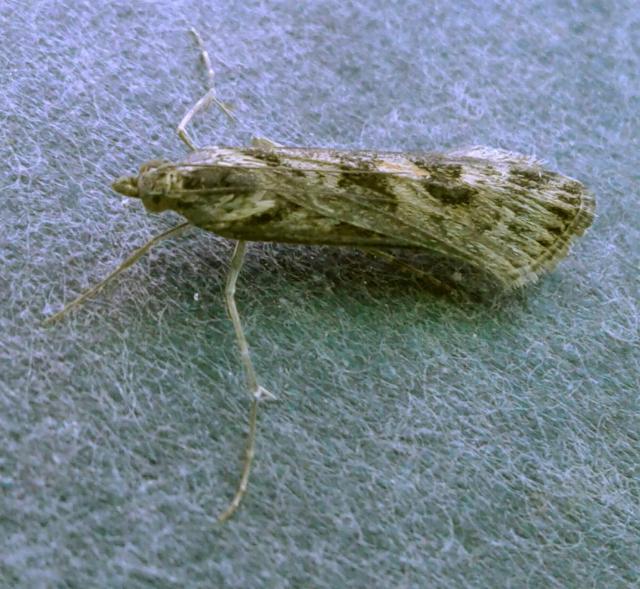 Nomophila corticalis