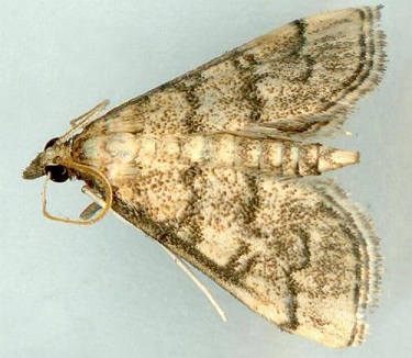 Metasia delotypa