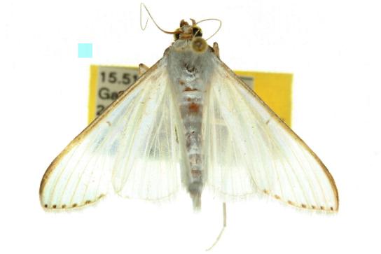 Cydalima diaphanalis