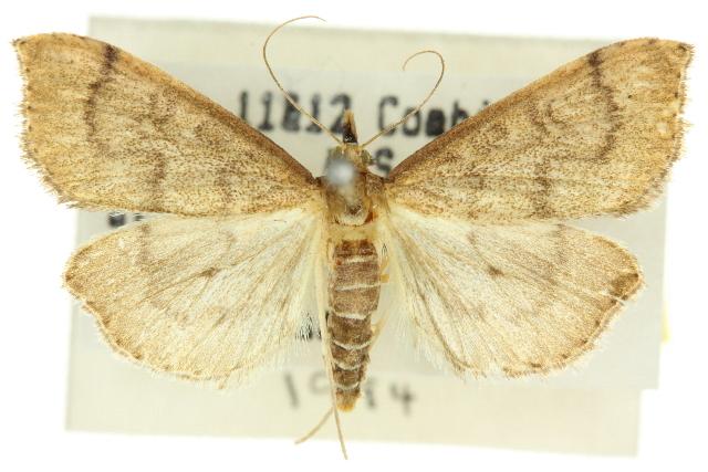 Metasia dicealis