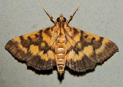 Omiodes diemenalis