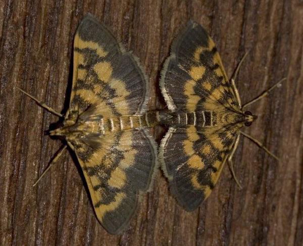 Omiodes diemenalis