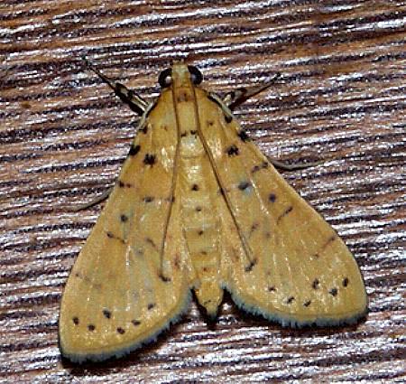 Conogethes ersealis