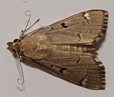 Protonoceras eucosma