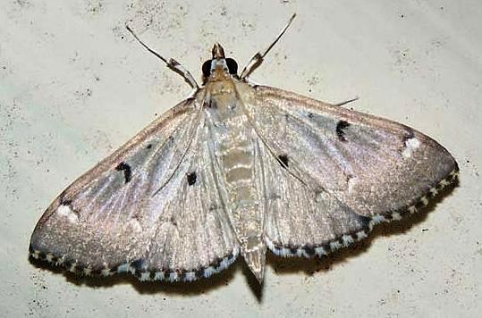 Protonoceras eucosma