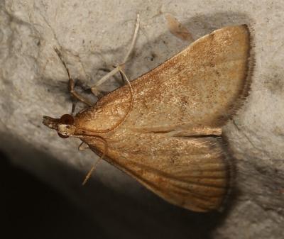 Metasia familiaris