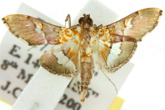 Aetholix flavibasalis