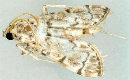 Metoeca foedalis