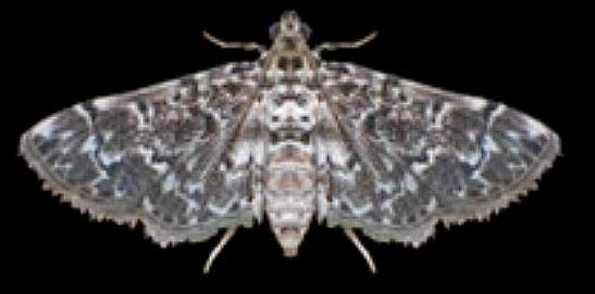 Metoeca foedalis