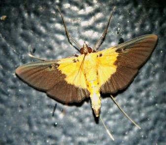 Filidos Insects Filodes fulvibasalis