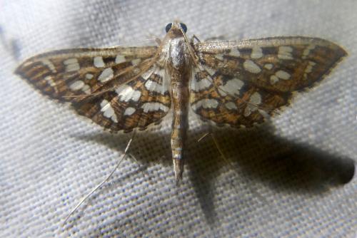 Nausinoe geometralis