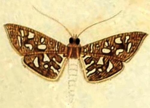 Nausinoe geometralis