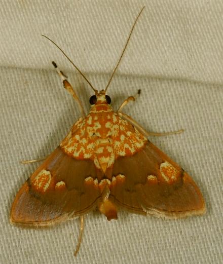 Agrotera glycyphanes