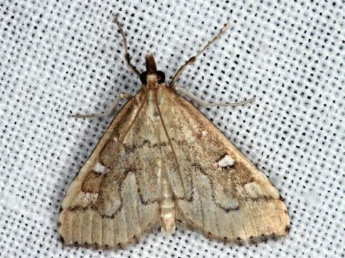 Udea hyalistis