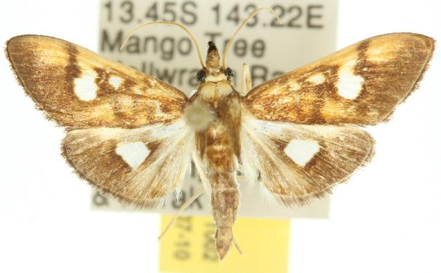 Nosophora hypsalis