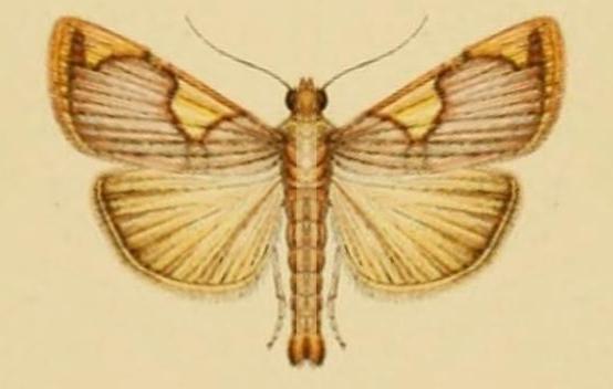 Rehimena infundibulalis