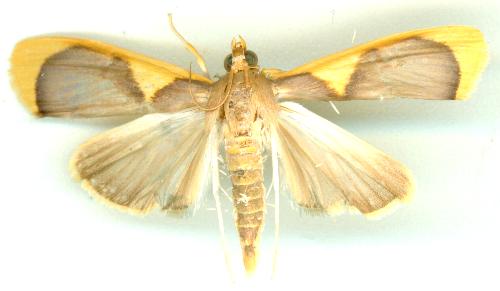 Prooedema inscisalis