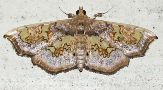 Chrysothyridia invertalis