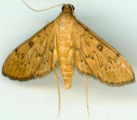 Tatobotys janapalis