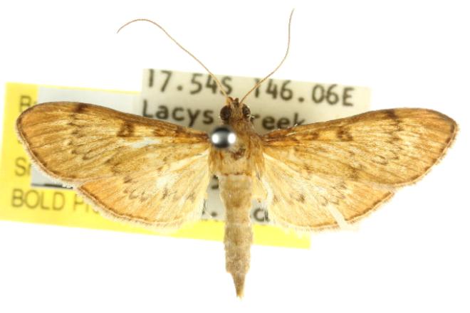 Tatobotys janapalis