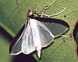 Cydalima laticostalis