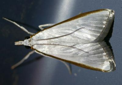 Palpita limbata