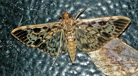 Rhimphaliodes macrostigma