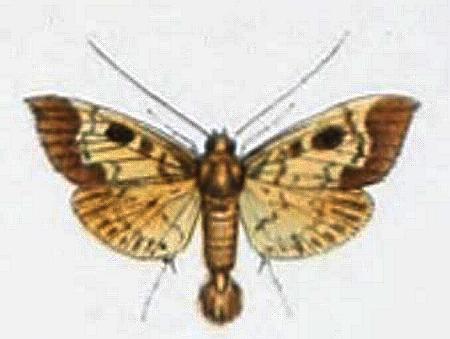Rhimphaliodes macrostigma