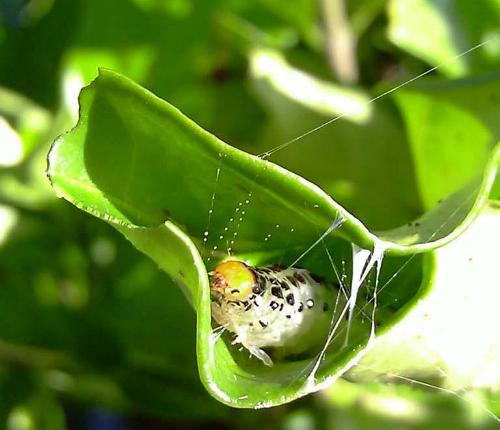 Parotis marginata