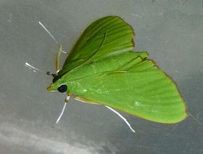 Parotis marginata