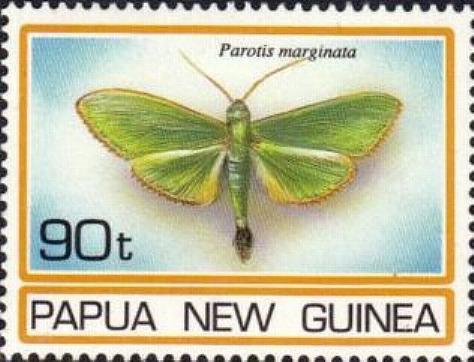 Parotis marginata