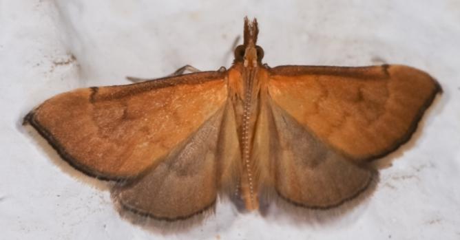 Myriostephes matura