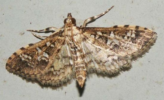 Samea multiplicalis