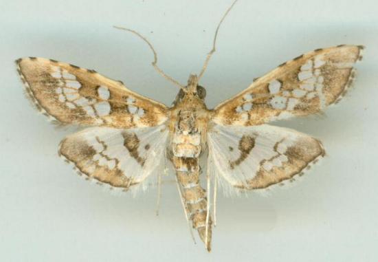 Samea multiplicalis
