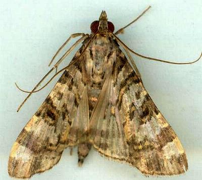 Dysallacta negatalis