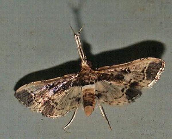 Nacoleia obliqualis