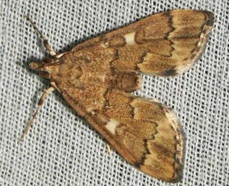 Nacoleia oncophragma