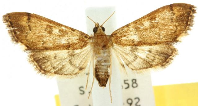 Nacoleia oncophragma