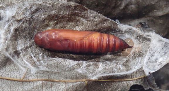 Omiodes origoalis