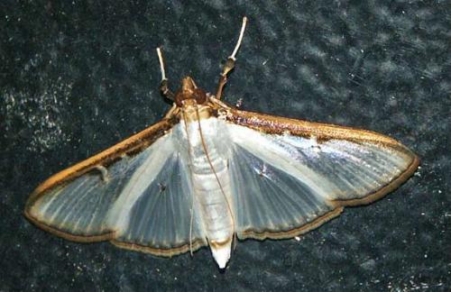 Sisyrophora pfeifferae