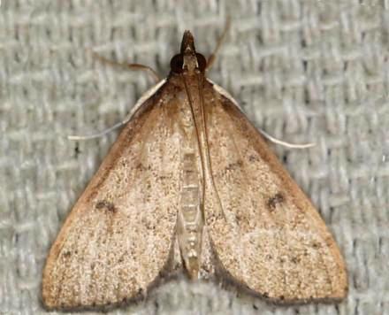 Metasia pharisalis