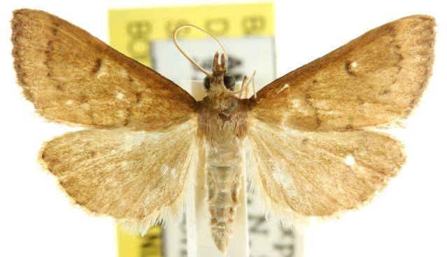 Metasia pharisalis