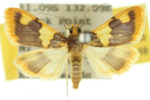 Rehimena phrynealis