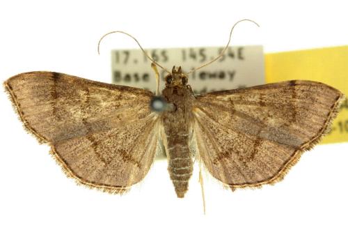Omiodes poeonalis