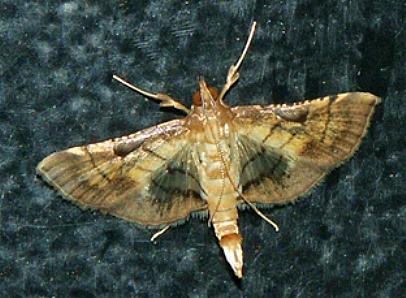 Cnaphalocrocis poeyalis