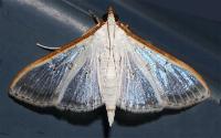 Palpita pratti