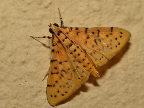 Conogethes punctiferalis