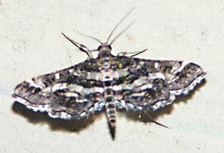 Diasemiopsis ramburialis
