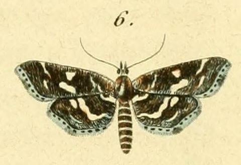 Diasemiopsis ramburialis