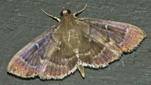 Syllepte ridopalis